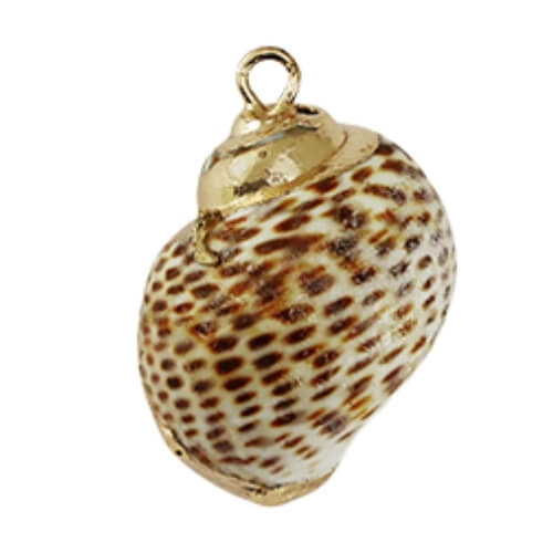 ⚠️ Coquillage escargot tacheté brun - 20x17mm