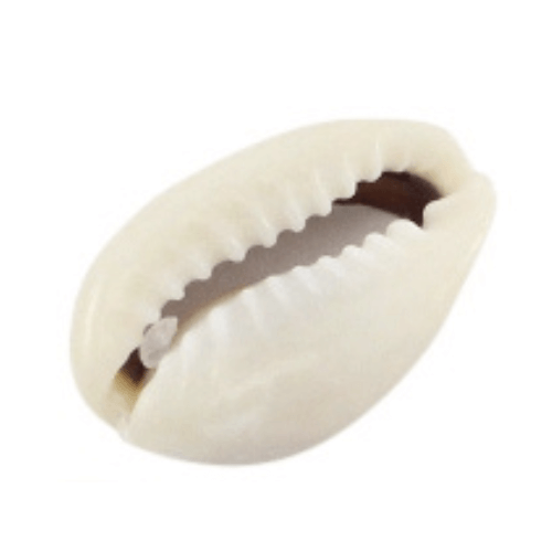 Coquillage naturel gris ivoire - 16x18mm