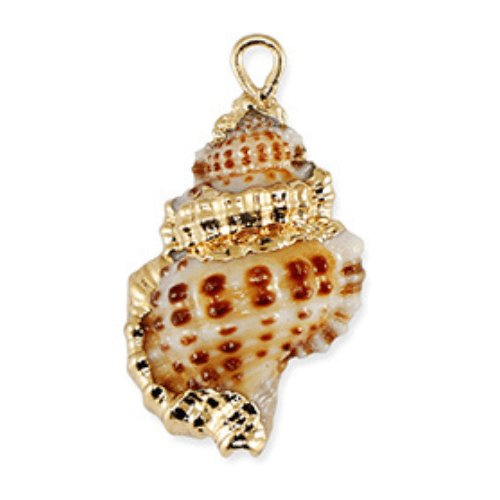 Mer & coquillages