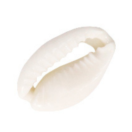 ⚠️ Coquillage naturel blanc - 18x12mm